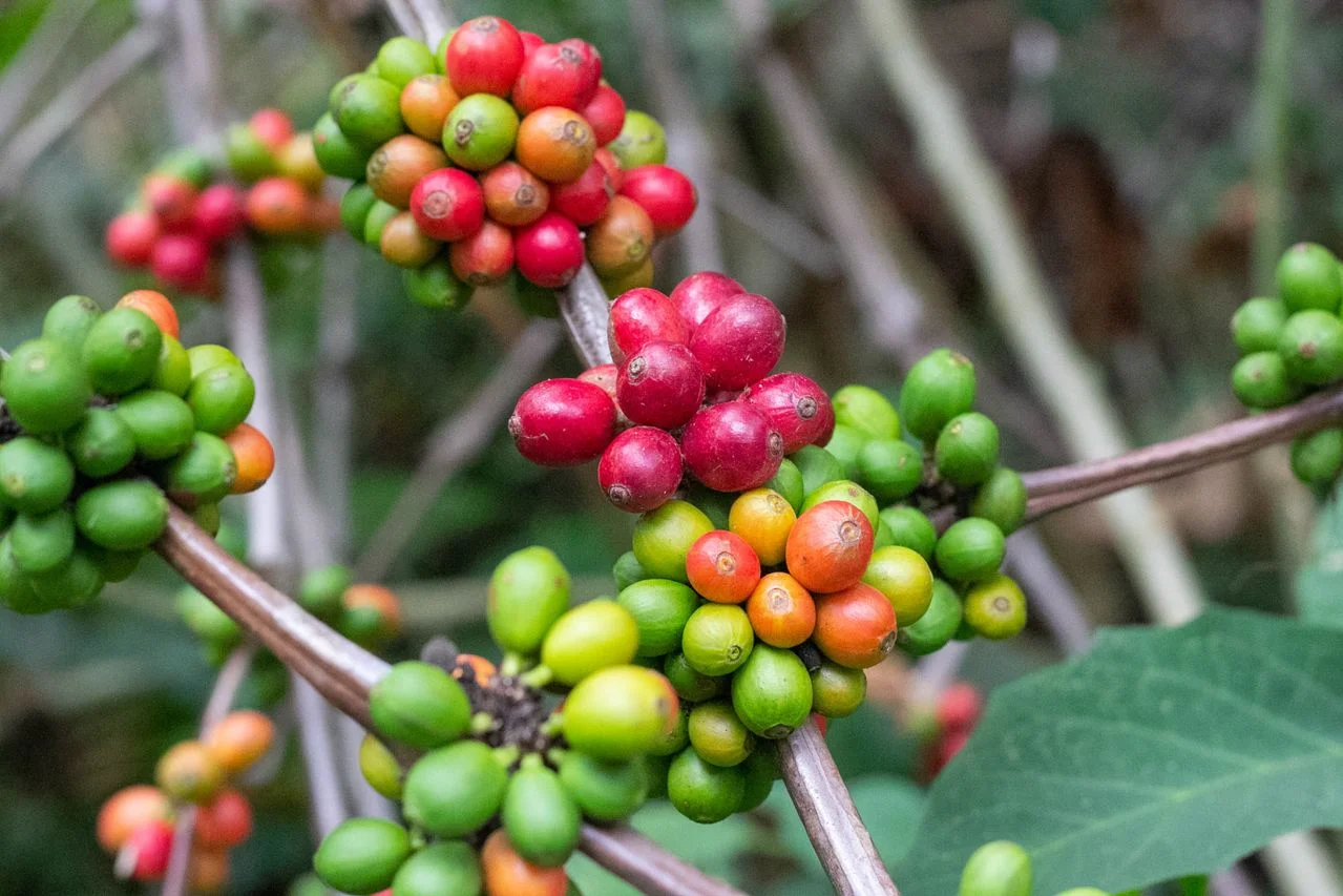 From Farm to Cup: Coffee Traceability